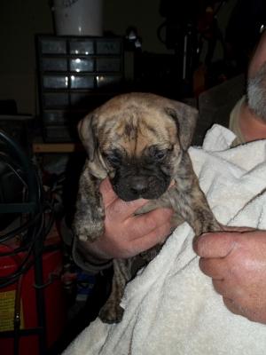 OldeEnglishbulldoggepuppies